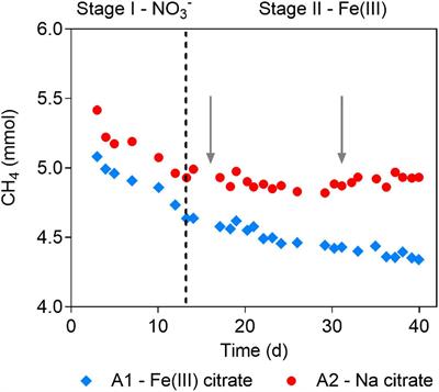 Response of the Anaerobic Methanotrophic Archaeon Candidatus “Methanoperedens nitroreducens” to the Long-Term Ferrihydrite Amendment